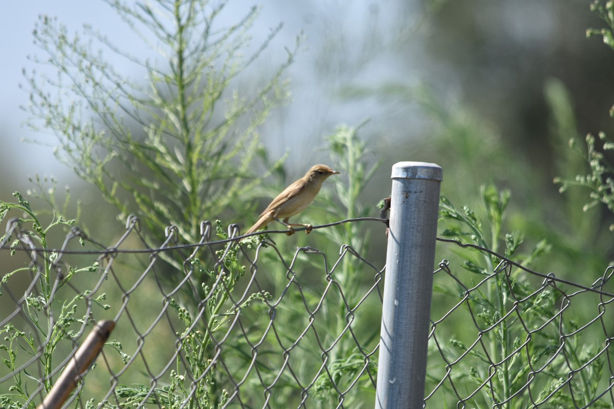 Common Reed Warbler - ML609167723