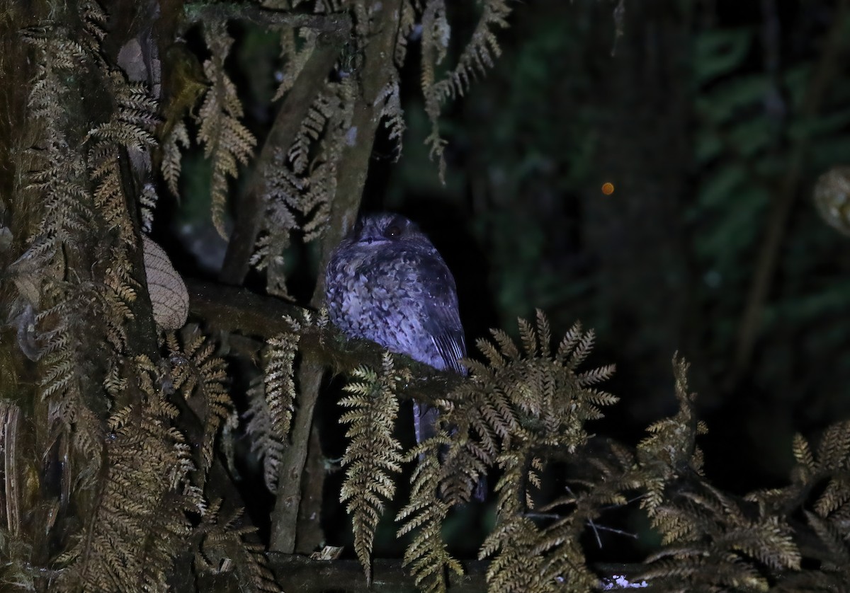 Mountain Owlet-nightjar - ML609167744