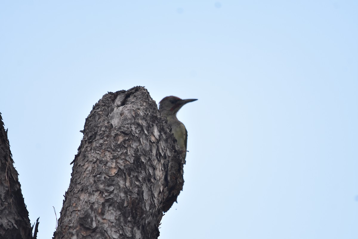 Iberian Green Woodpecker - ML609167839