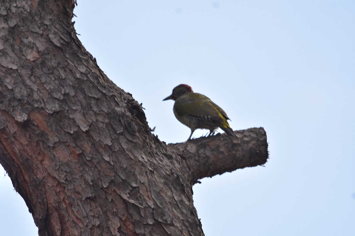 Iberian Green Woodpecker - ML609167840
