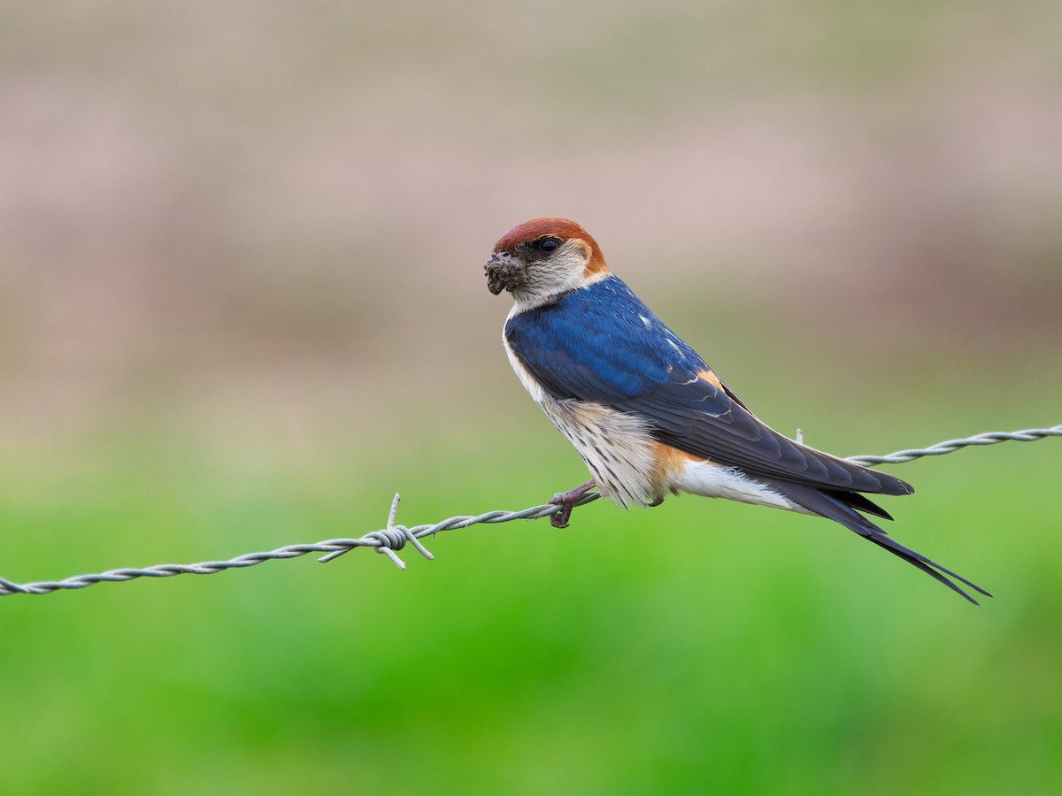 Greater Striped Swallow - Zach V