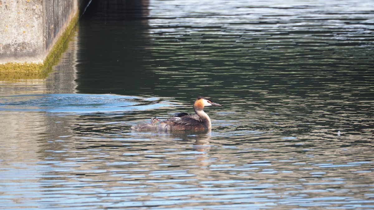 Great Crested Grebe - ML609167916