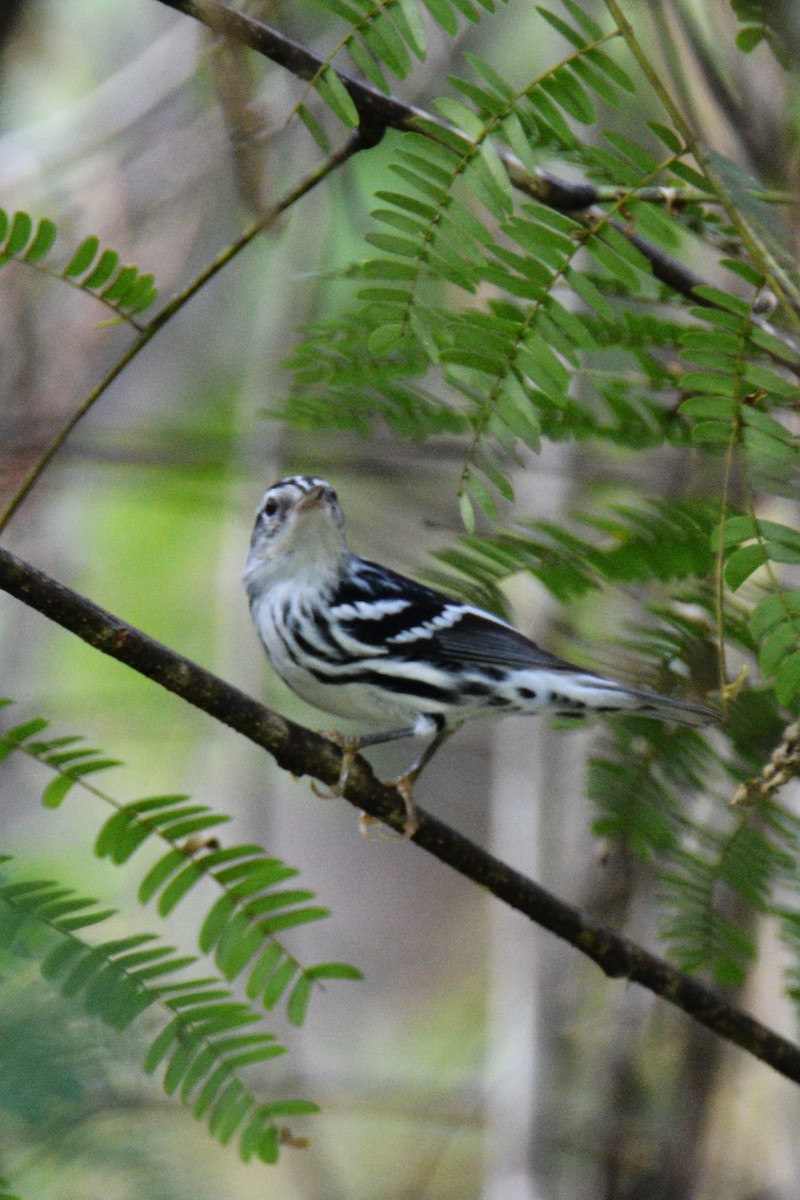 Black-and-white Warbler - ML609168743