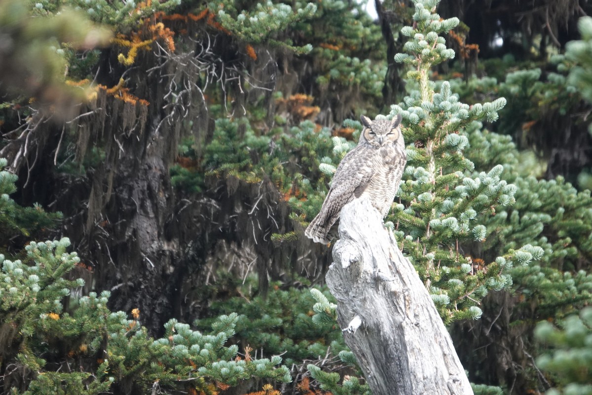 Great Horned Owl - ML609168975