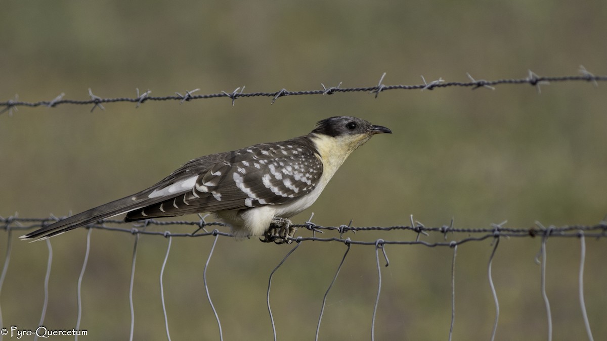 Great Spotted Cuckoo - ML609169339