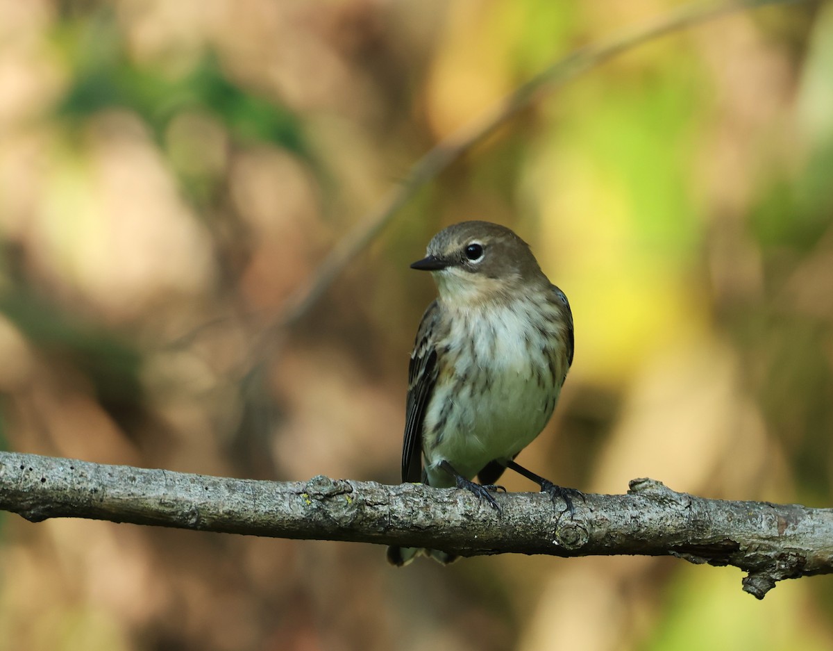 Yellow-rumped Warbler - ML609169425