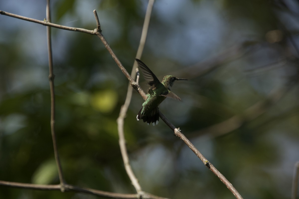 Ruby-throated Hummingbird - ML609169428