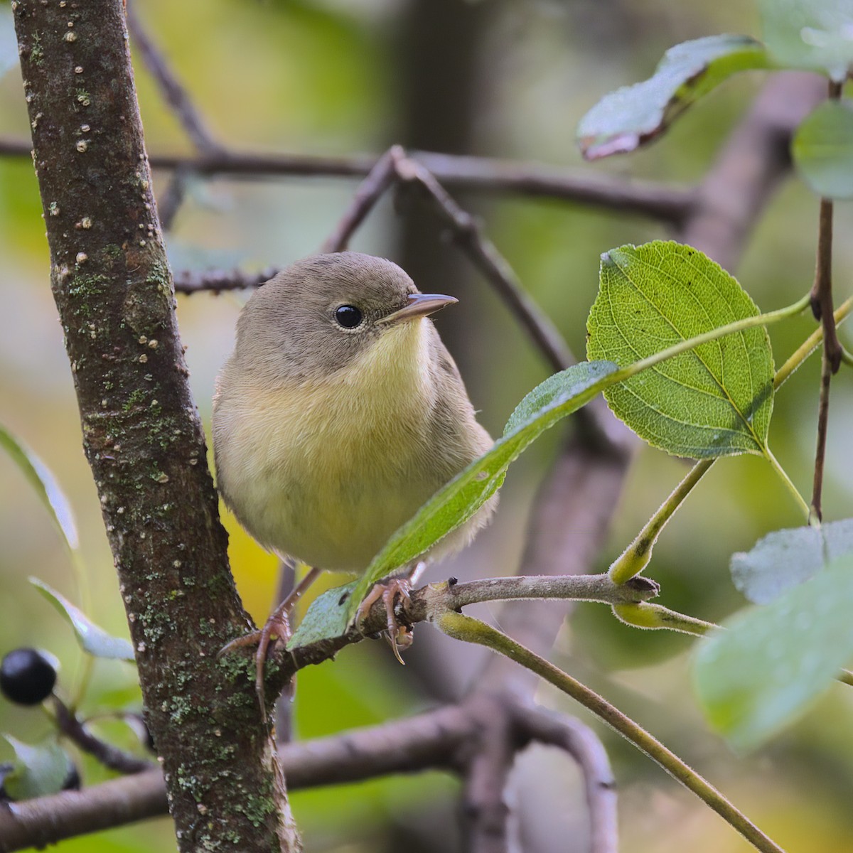 Common Yellowthroat - ML609169559