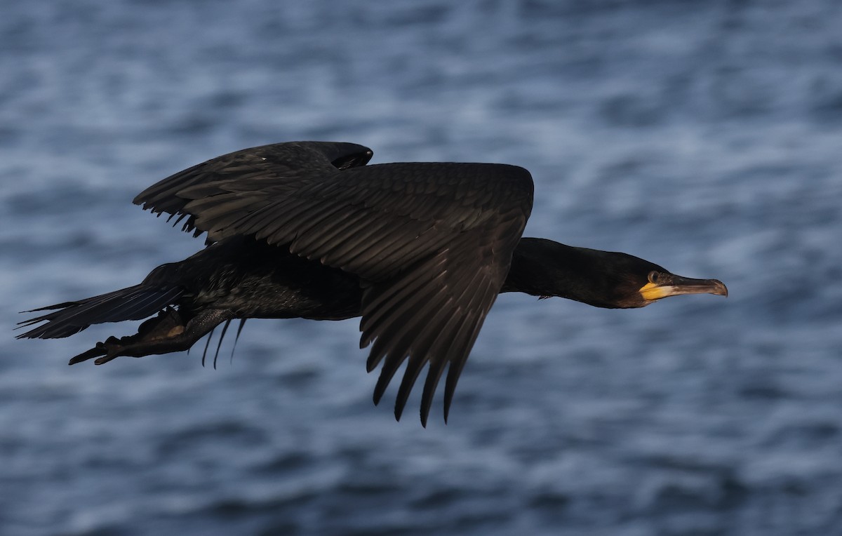 Great Cormorant (North Atlantic) - ML609169659