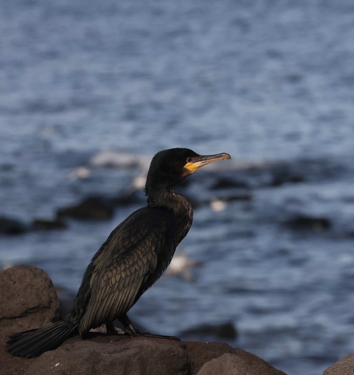 Great Cormorant (North Atlantic) - ML609169660