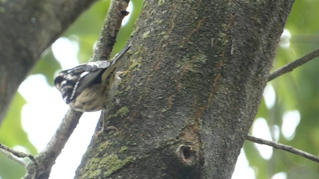 Black-and-white Warbler - ML609169878