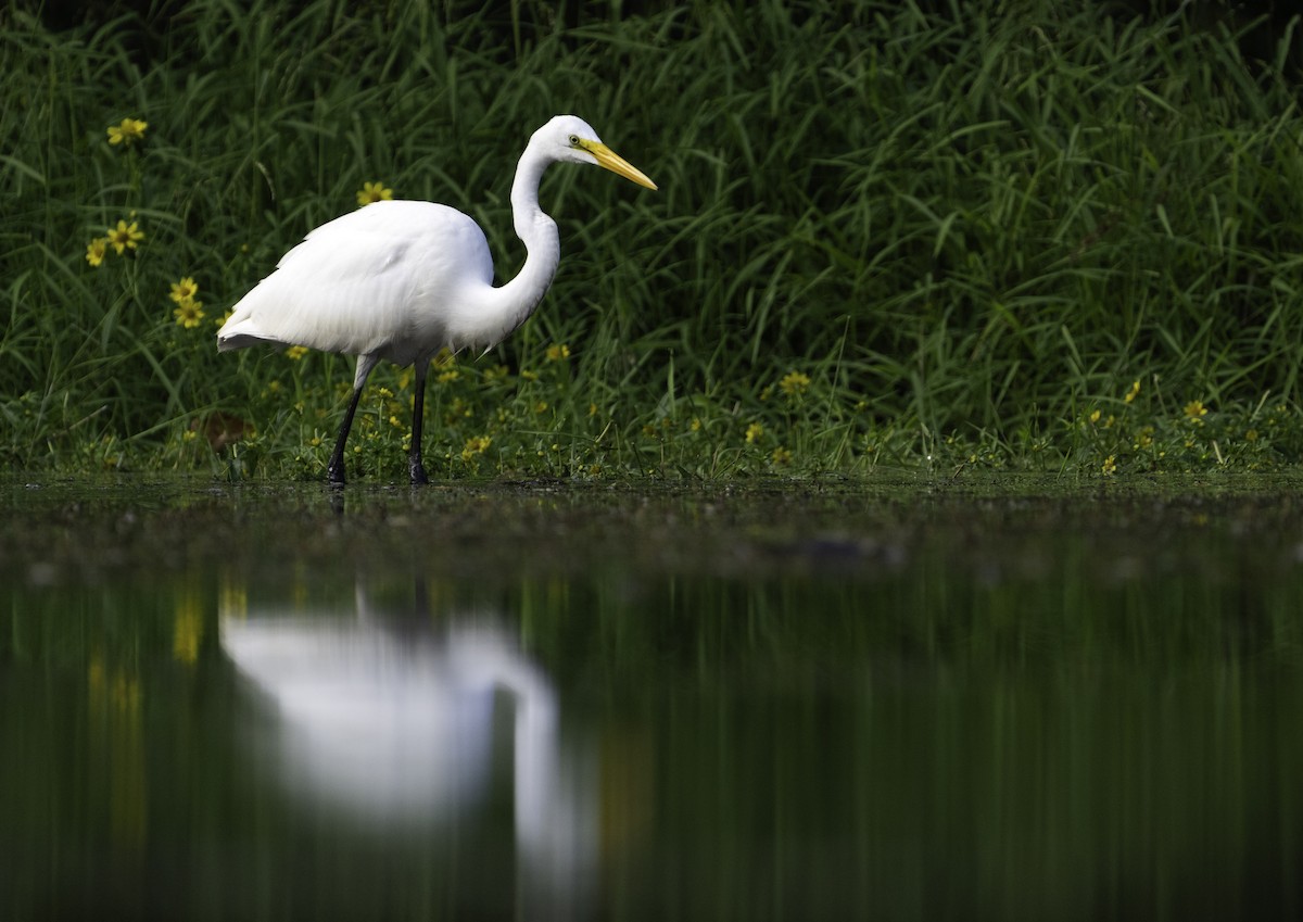 Great Egret - ML609169910