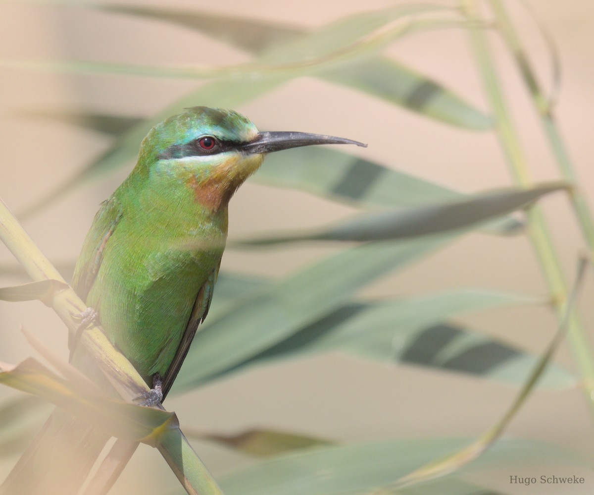Blue-cheeked Bee-eater - Hugo Schweke
