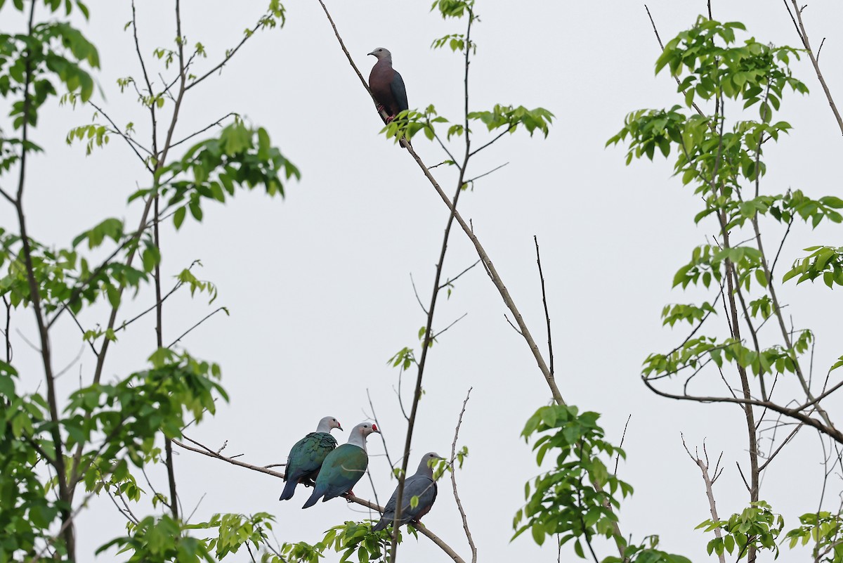 Chestnut-bellied Imperial-Pigeon - ML609170403