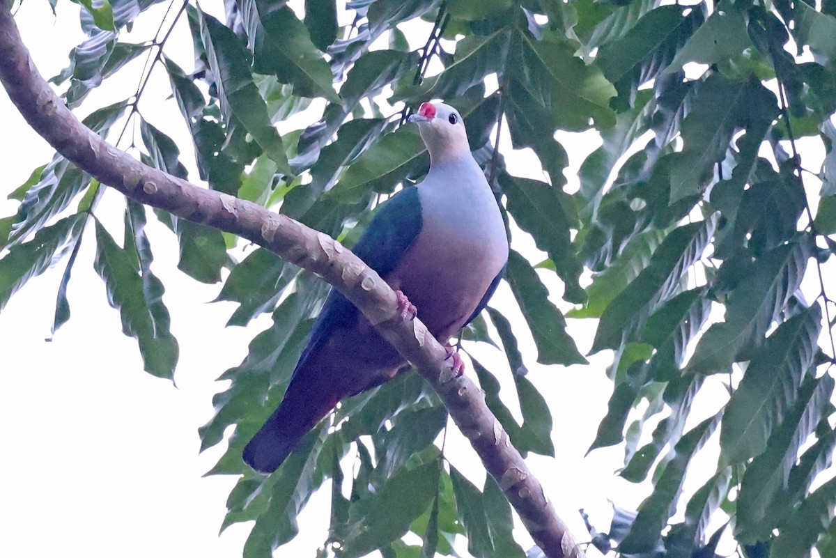 Red-knobbed Imperial-Pigeon - ML609170406