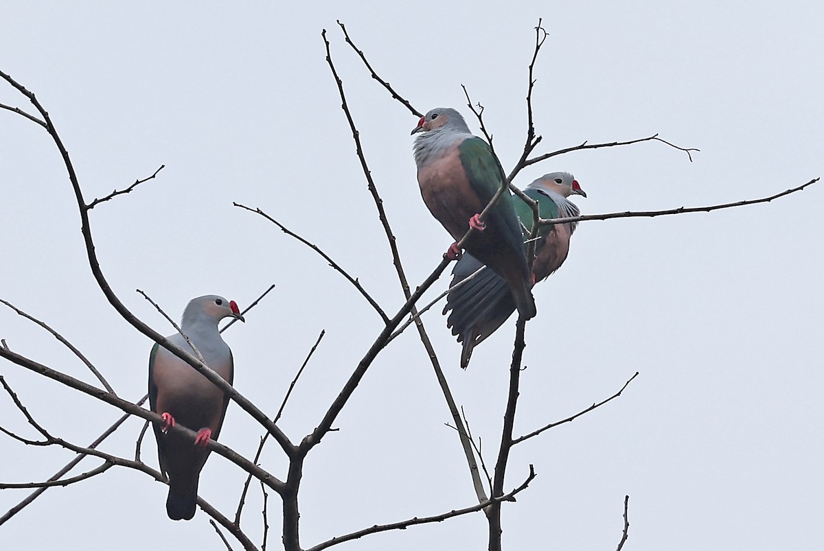 Red-knobbed Imperial-Pigeon - ML609170412
