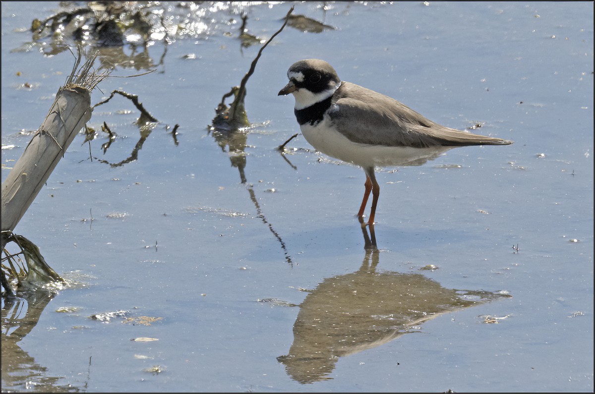 Semipalmated Plover - ML609170413