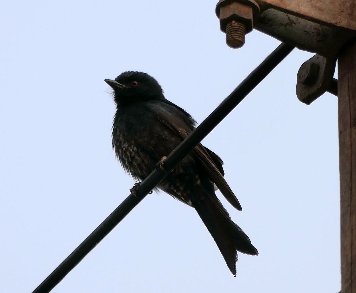 Fork-tailed Drongo - ML609170584