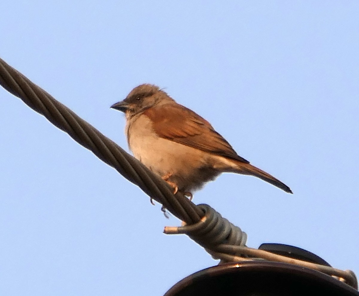Northern Gray-headed Sparrow - ML609170589