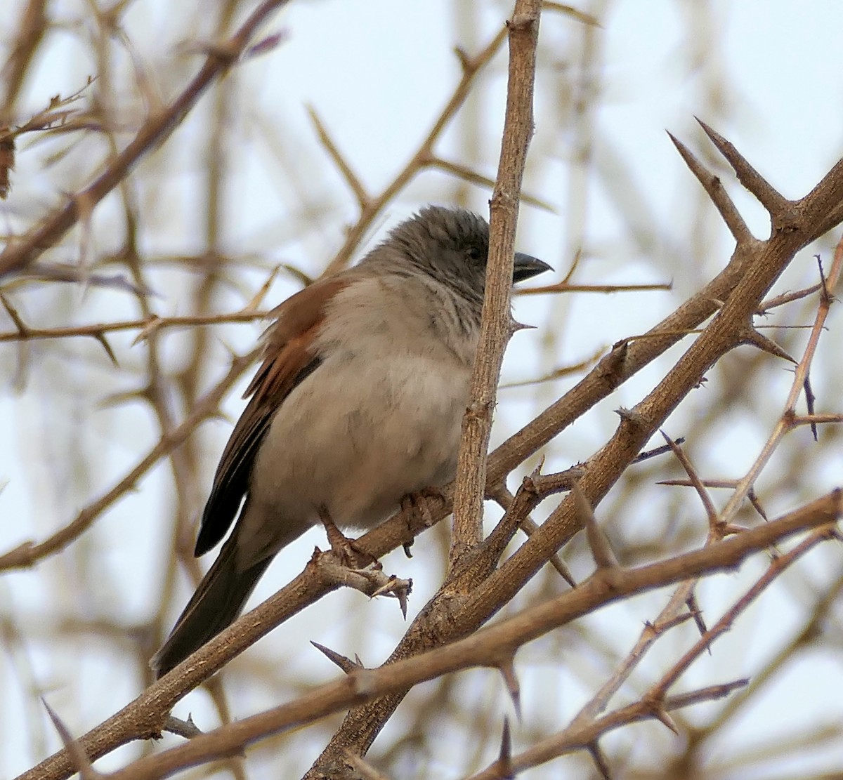 Northern Gray-headed Sparrow - ML609170591