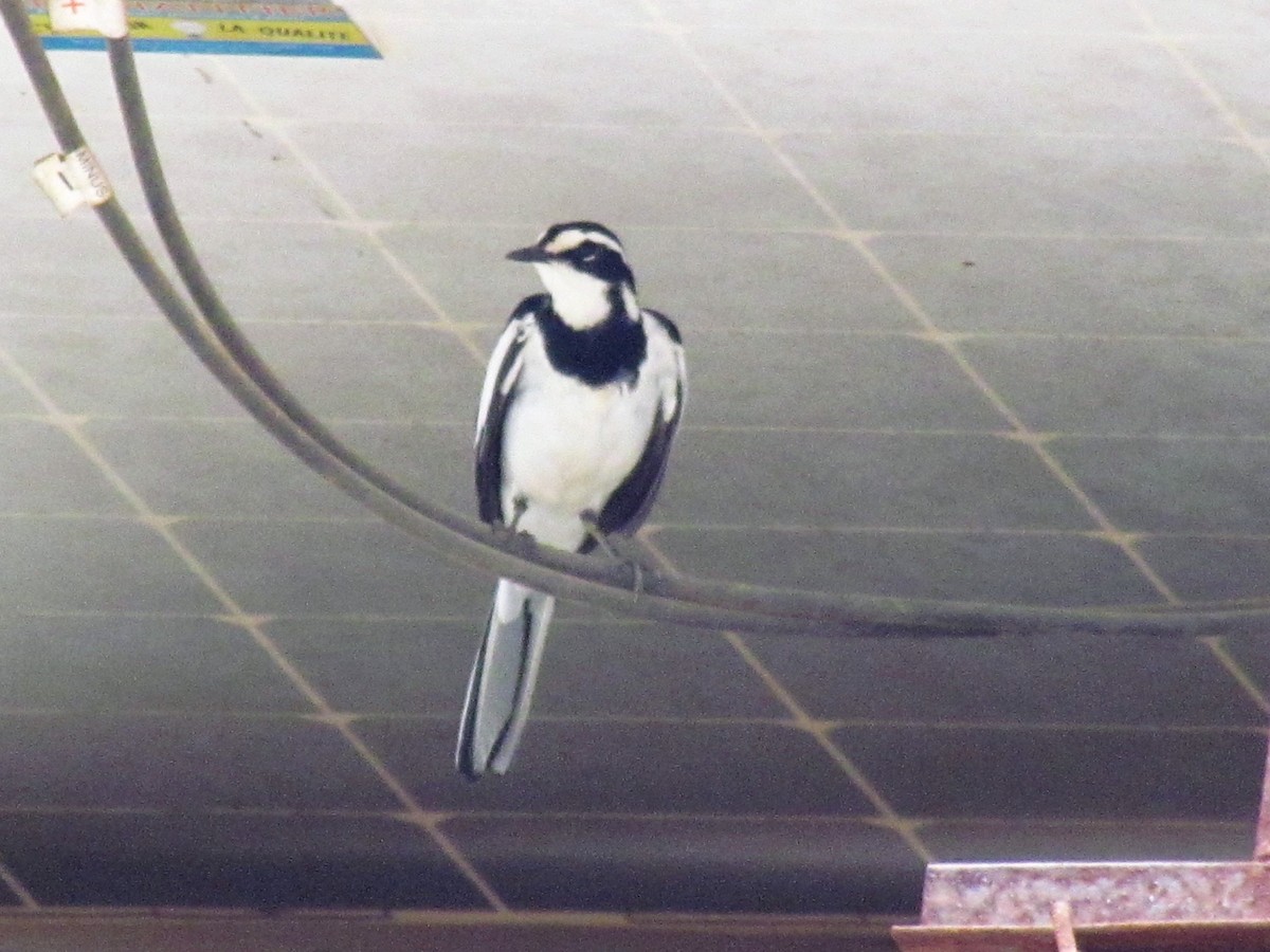 African Pied Wagtail - ML60917081