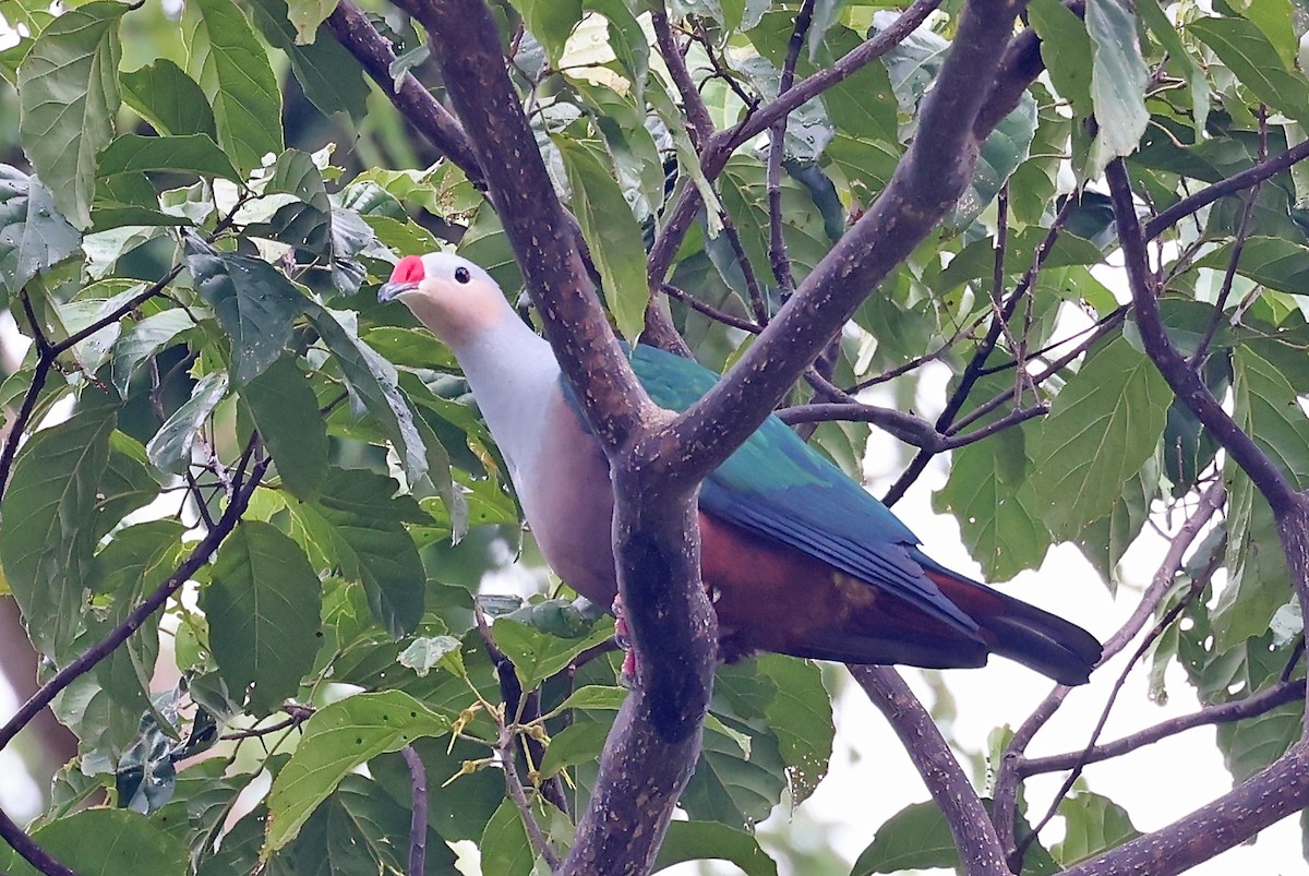 Red-knobbed Imperial-Pigeon - Phillip Edwards