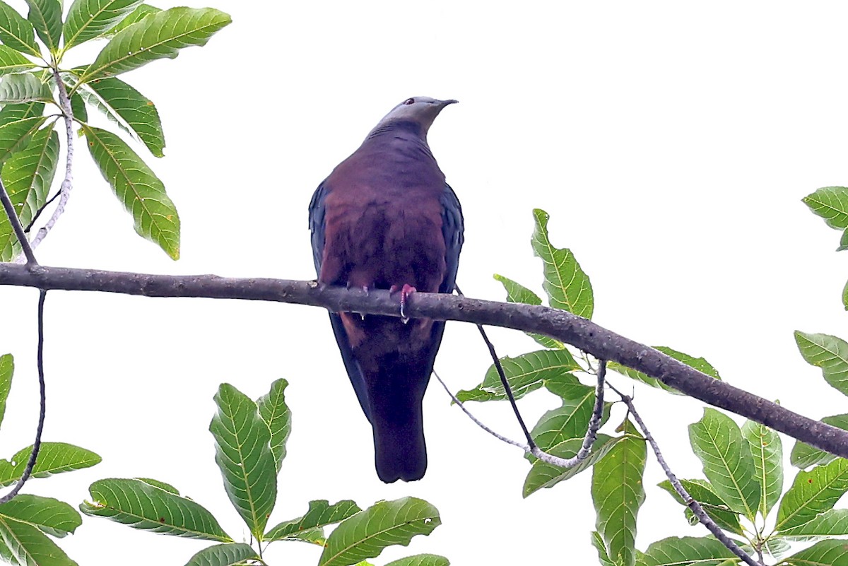 Chestnut-bellied Imperial-Pigeon - ML609170959
