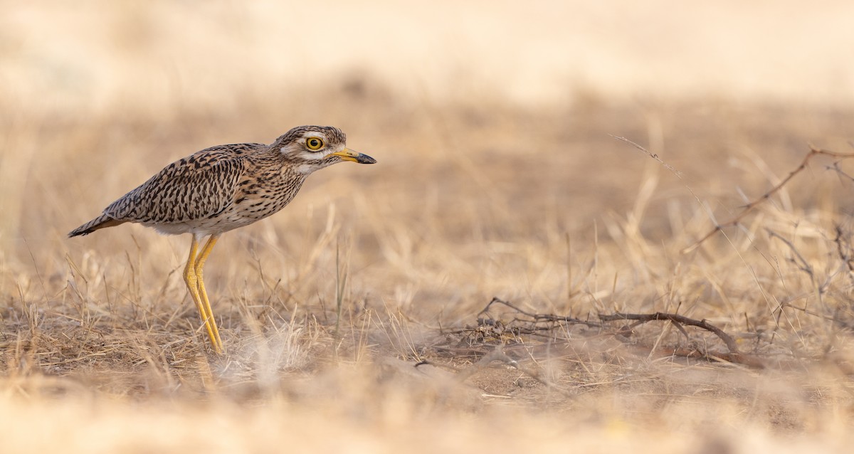 Spotted Thick-knee - ML609171134