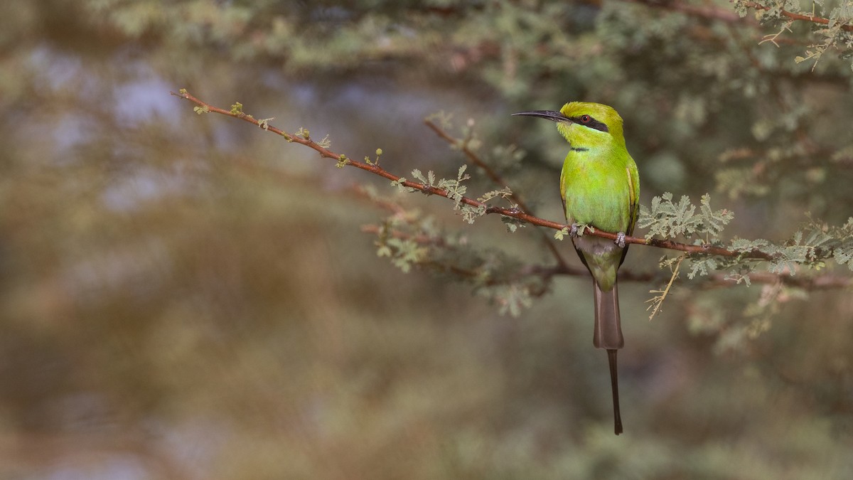 African Green Bee-eater - ML609171145