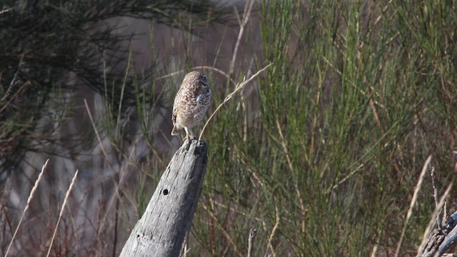 Burrowing Owl - ML609171794