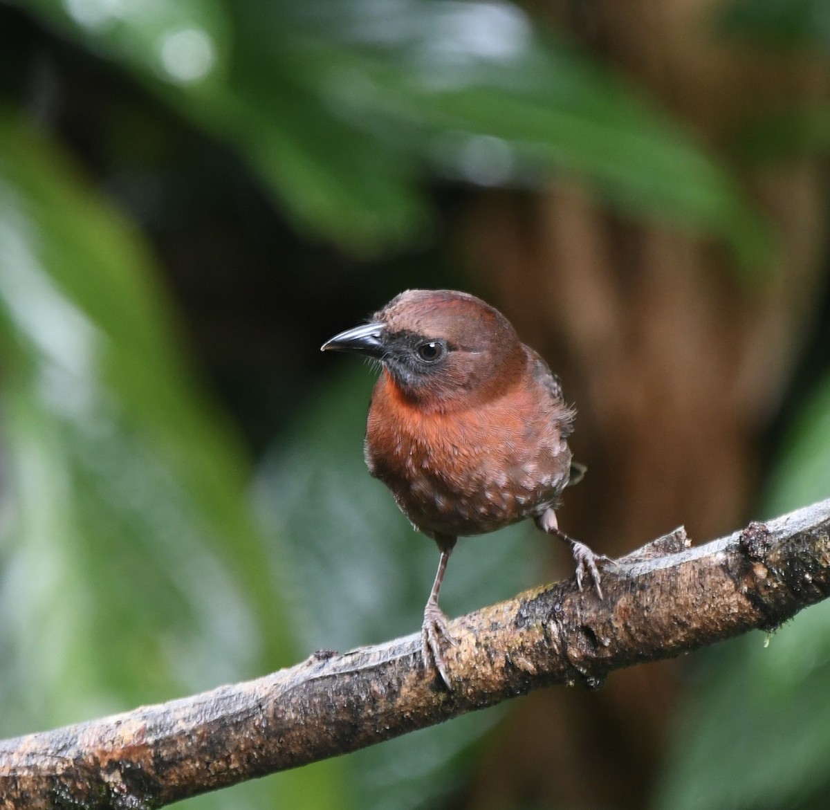 Red-throated Ant-Tanager - ML609171893
