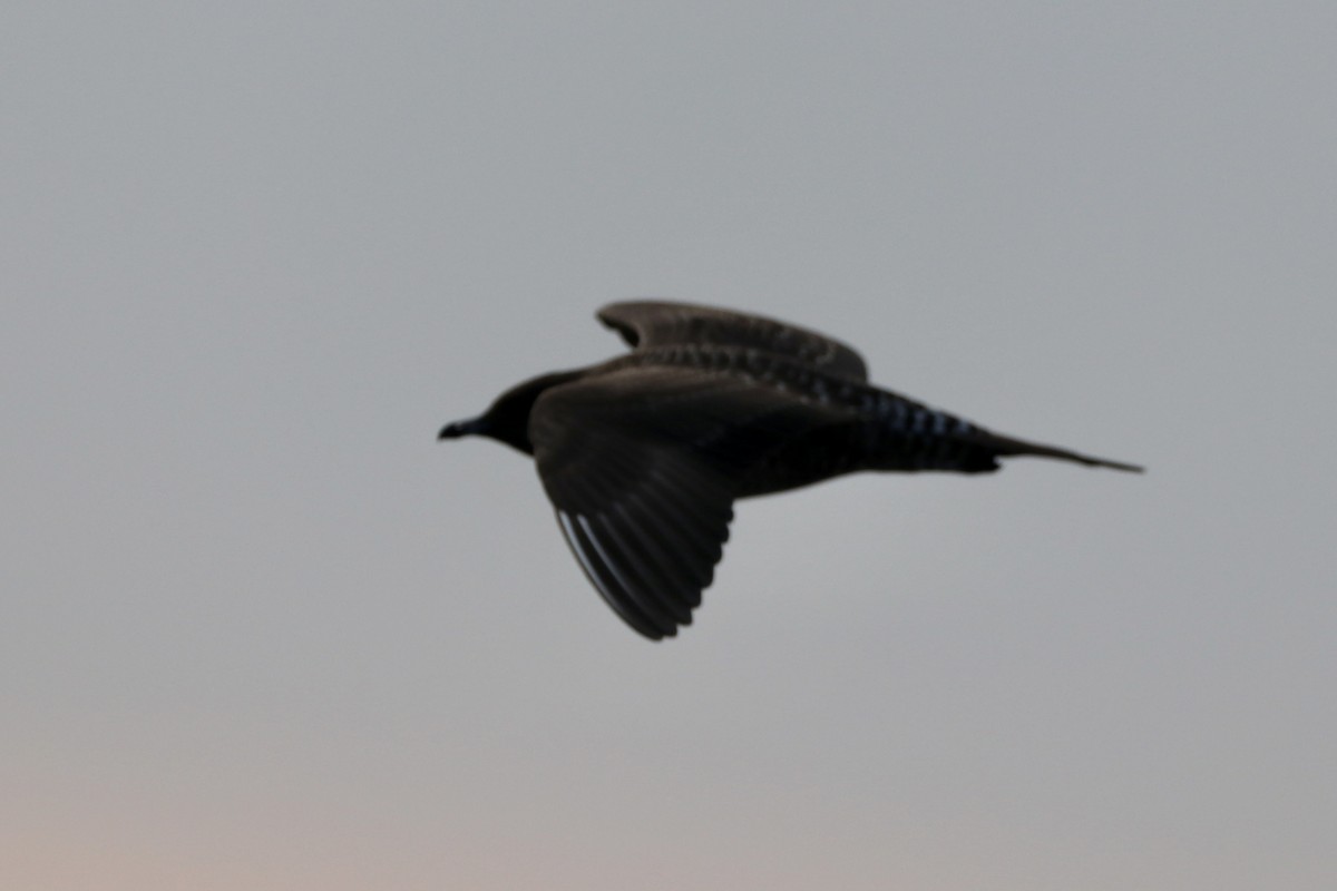 Ebird Checklist 23 Sep 2023 Ross Barnett Reservoir Madison County 10 Species 6627