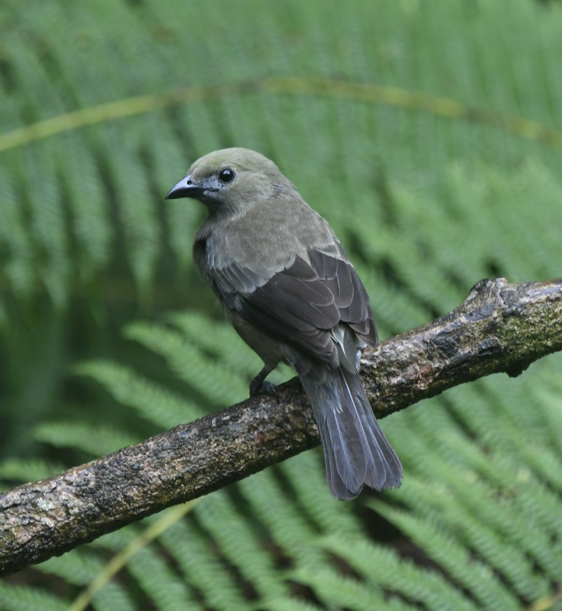 Palm Tanager - ML609172002