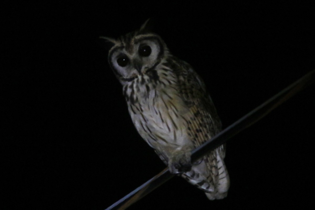 Striped Owl - ML609172049