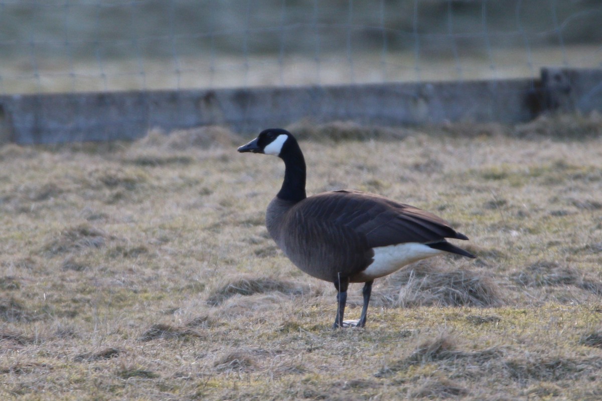 Canada Goose (occidentalis/fulva) - ML609172327