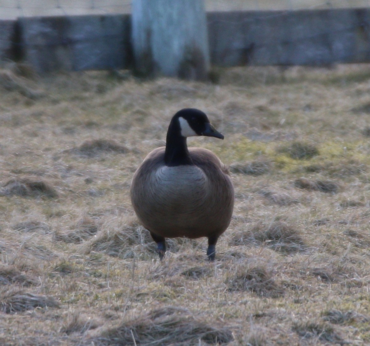 Canada Goose (occidentalis/fulva) - ML609172329