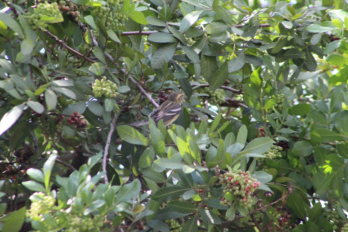 Blackburnian Warbler - ML609172716