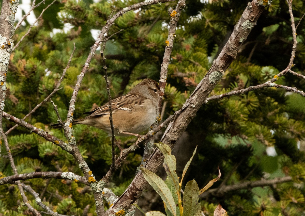 White-crowned Sparrow - ML609172943