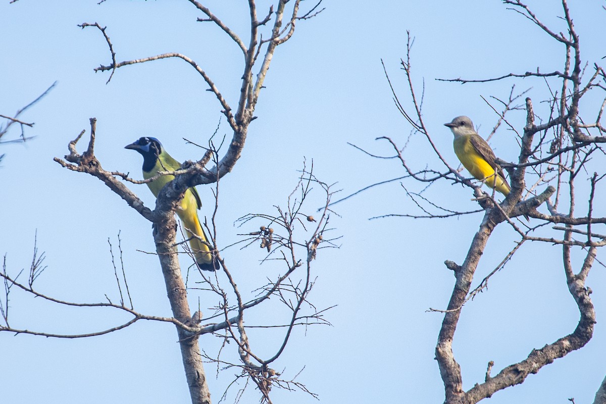 Green Jay - ML609173100