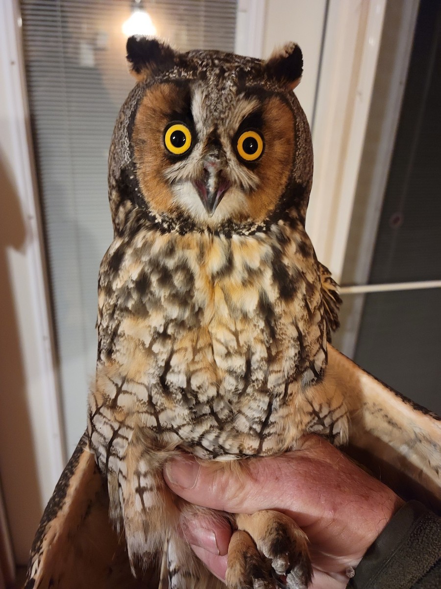 Long-eared Owl - ML609173597