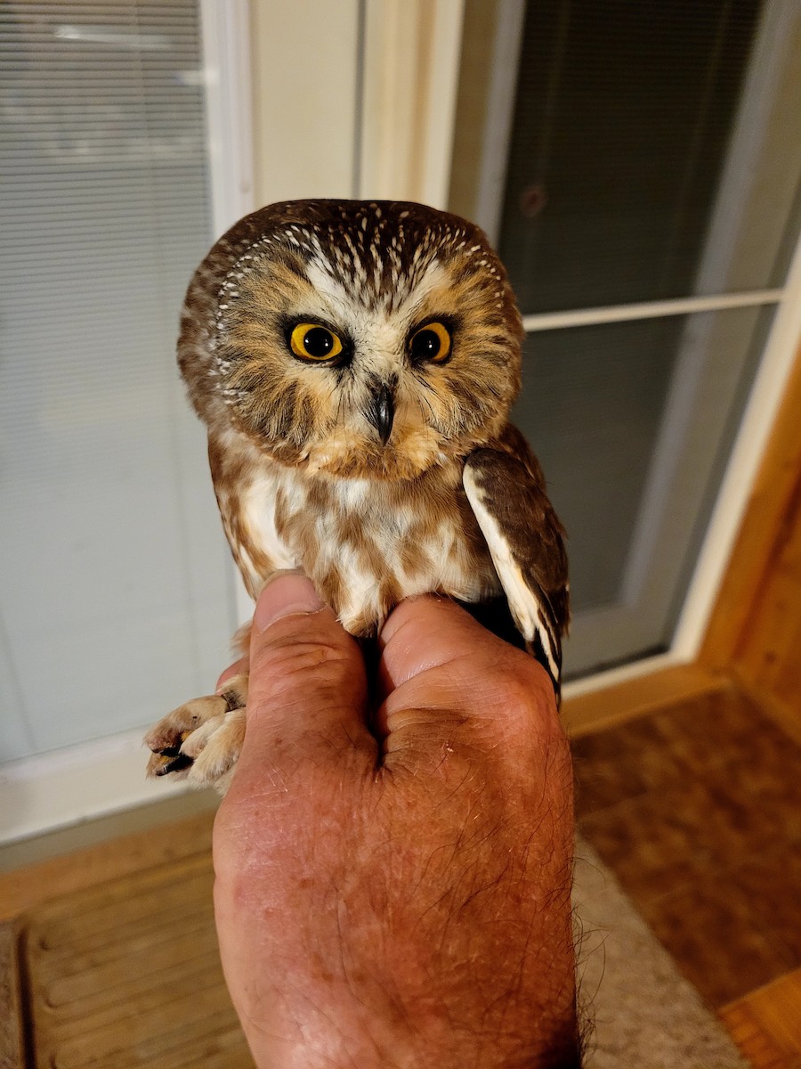Northern Saw-whet Owl - ML609173598