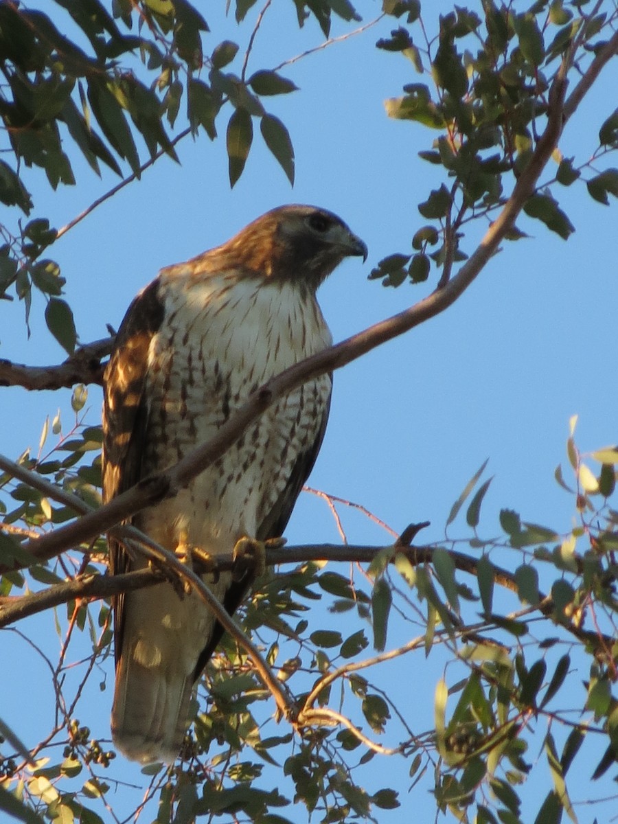 Red-tailed Hawk - ML60917371