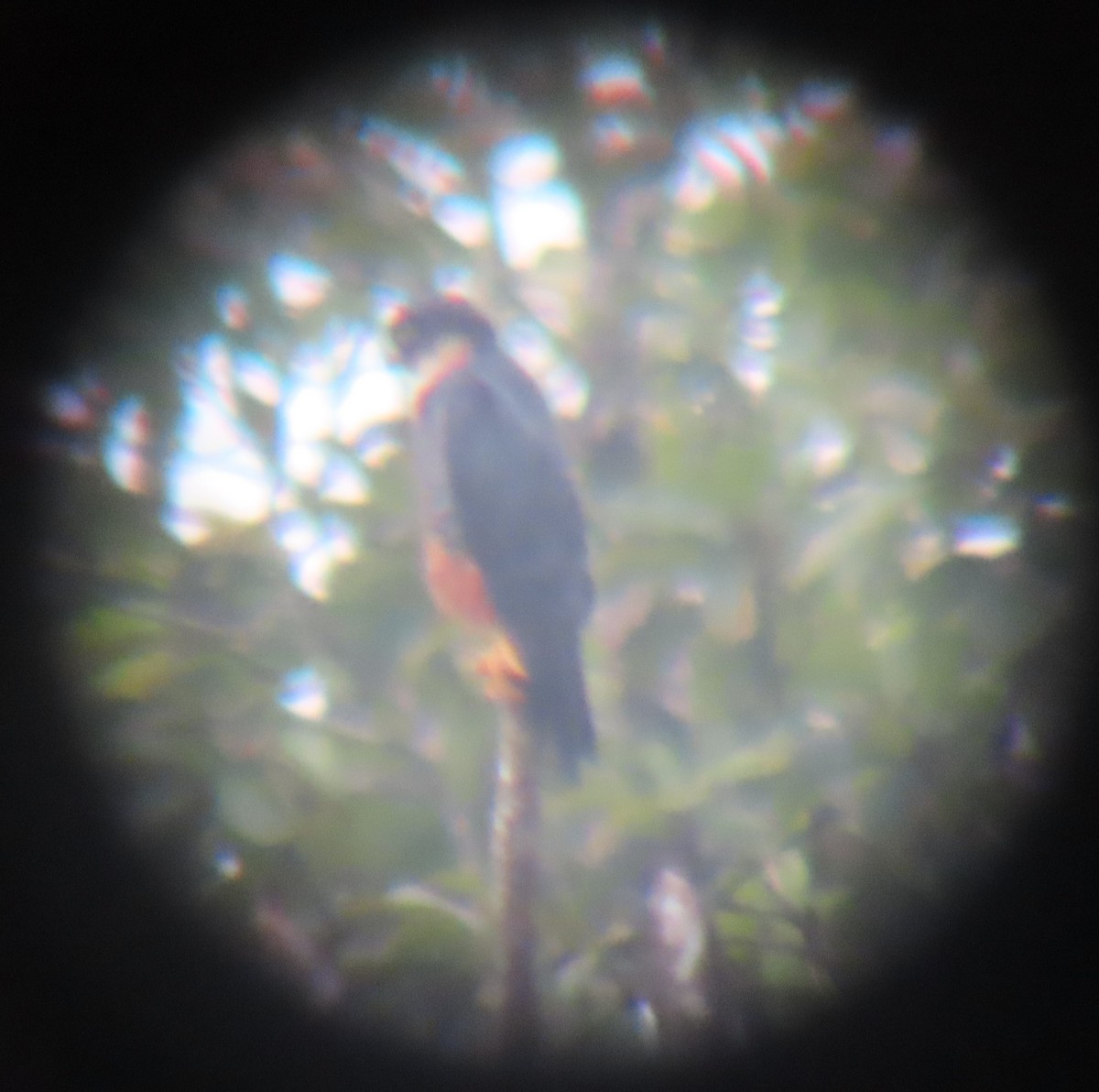 Orange-breasted Falcon - ML609173828