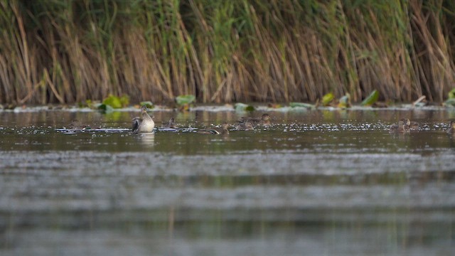 Green-winged Teal - ML609173833