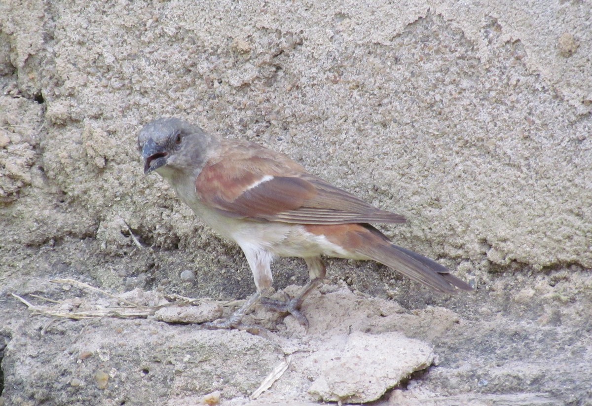 Northern Gray-headed Sparrow - ML60917411