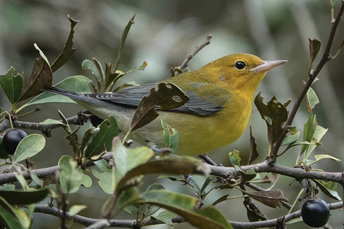 Prothonotary Warbler - ML609174553