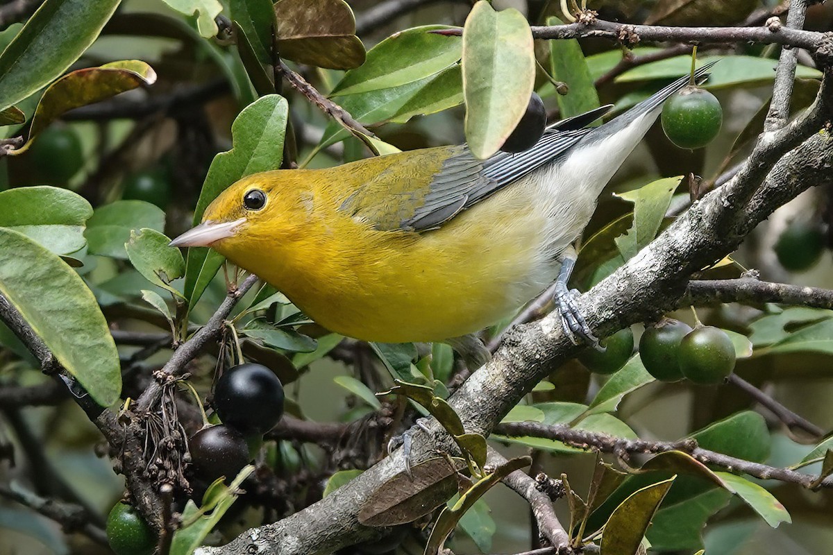 Prothonotary Warbler - ML609174554