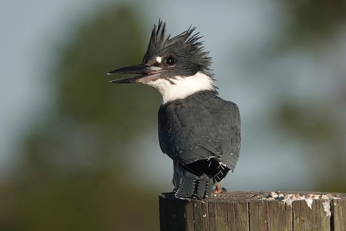 Belted Kingfisher - ML609174762