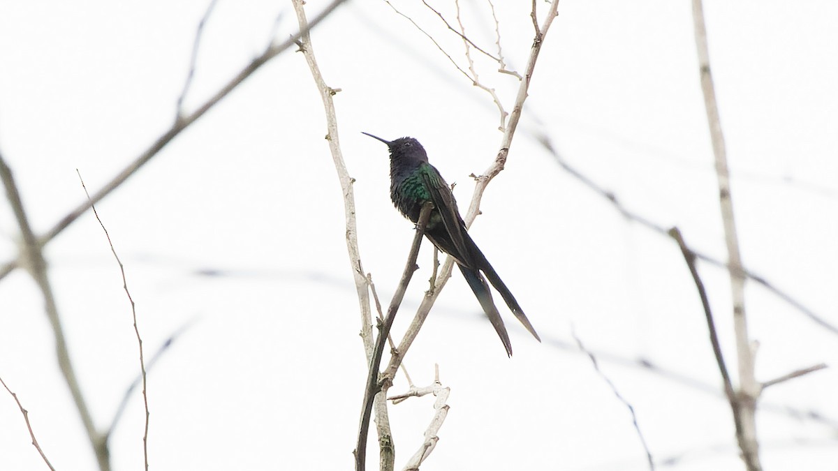Swallow-tailed Hummingbird - Ricardo Mitidieri