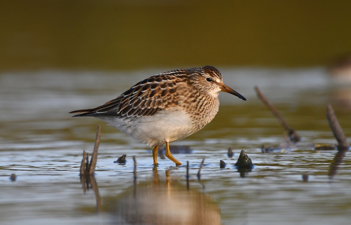 Pectoral Sandpiper - ML609175045